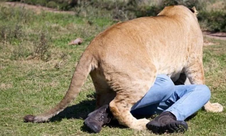 الامارات | أسد يفترس رجل أعمال ألماني أمام زوجته وأصدقائه