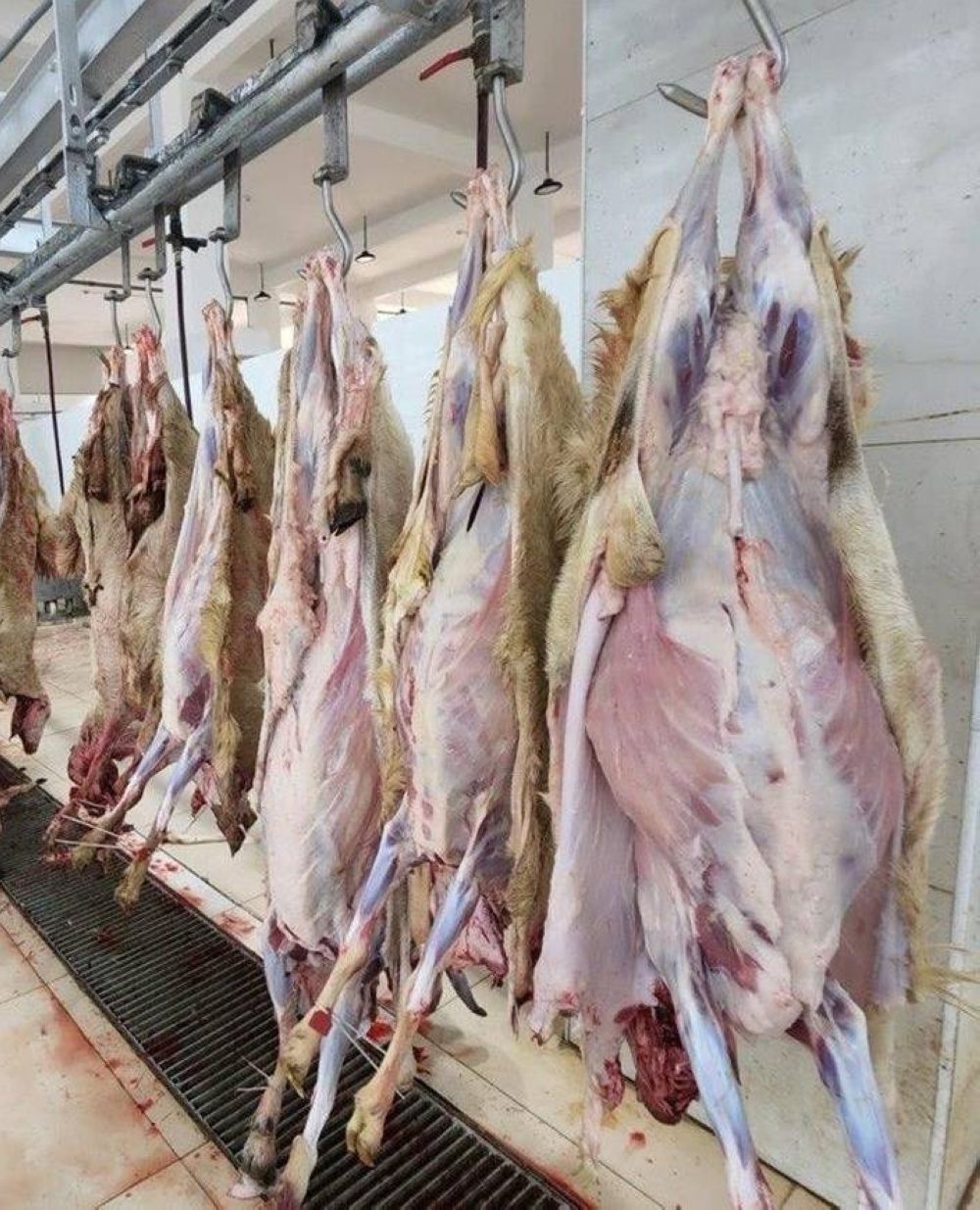 ضبط 663 ذبيحة مهربة من أضاحي الحج