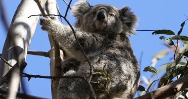 تكنولوجيا: اكتشاف أكثر من 4300 كوالا فى غابات ضواحى نيوكاسل عبر مسح جوى بالطائرات المسيرة