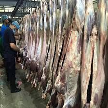 السعودية | “مسالخ القطيف” تستقبل 6086 أضحية خلال أيام عيد الأضحى