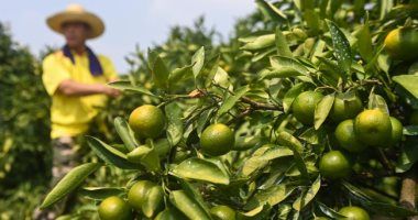 توصيات عاجلة لمزارعى الموالح.. تعرف عليها