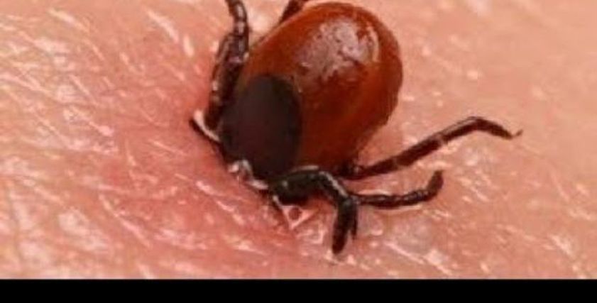 عاجل.. حشرة تهدد حياة الموطنين في تركيا.. تنقل أمراضا خطيرة