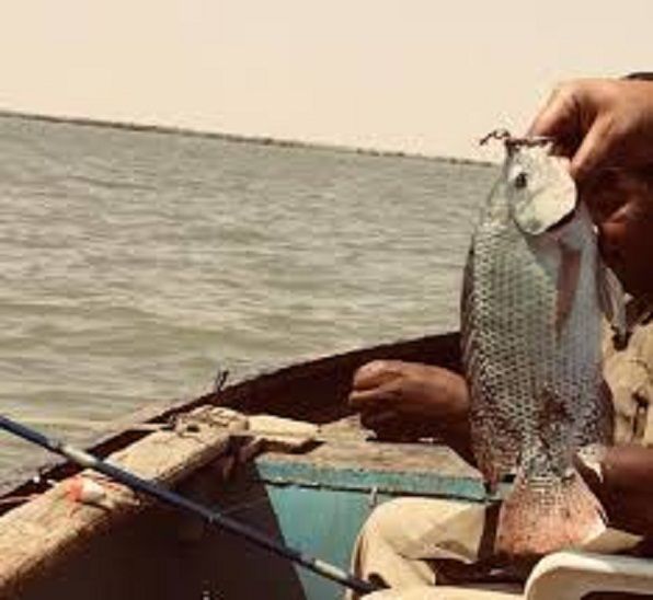 وجبة تنقذ حياتك.. لماذا يجب تناول السمك مرة أسبوعيا؟