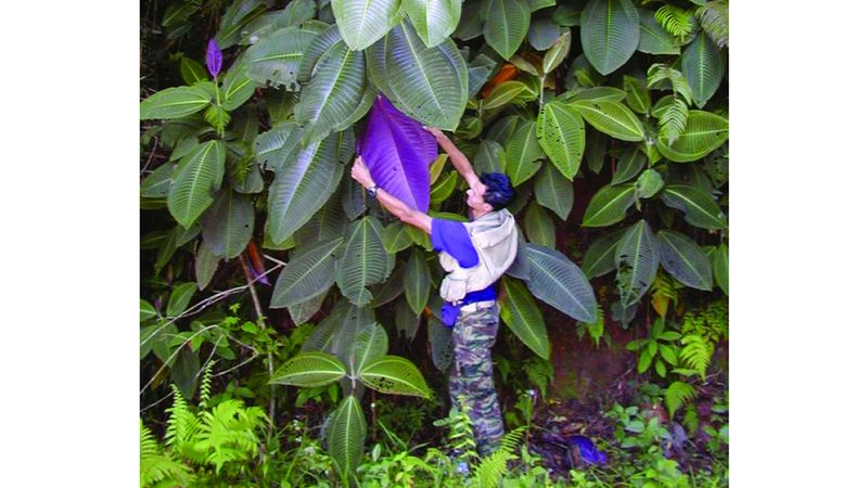 الامارات | فرنسا تتعقب «النبتة المرعبة» الملقّبة بالطاعون أو السرطان