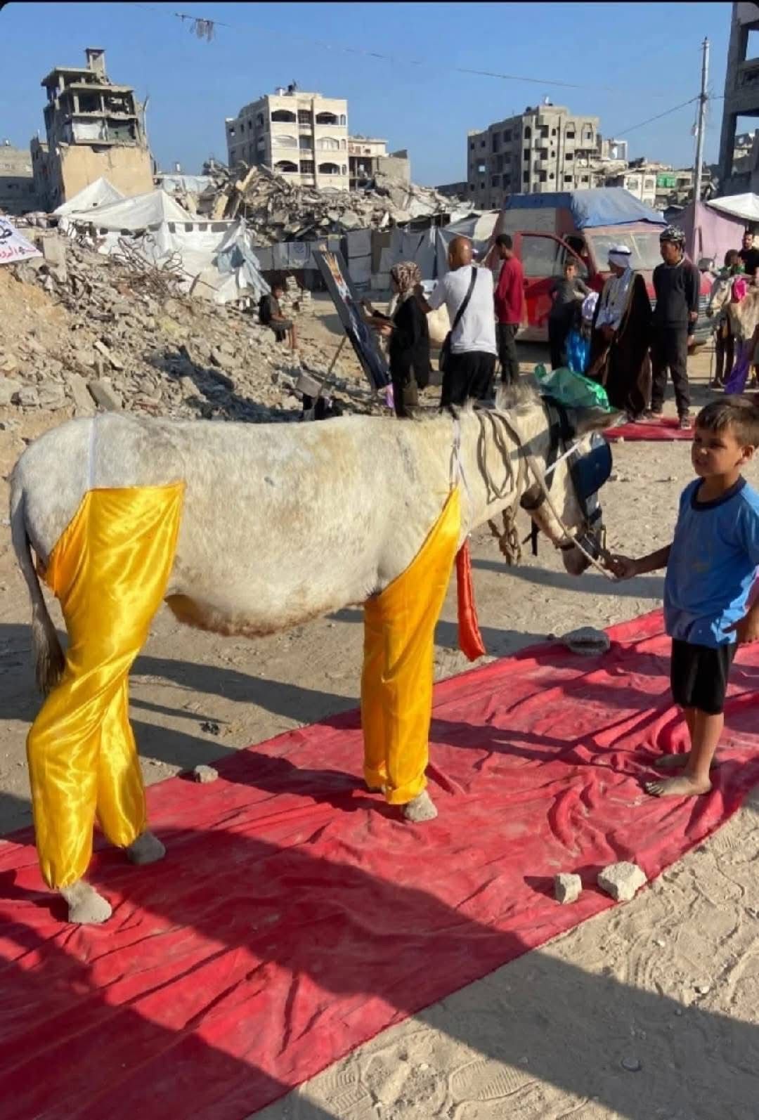 ريد كاربت في غزة.. حفل لتكريم أصحاب الكارو والحمير لخدمتهم سكان القطاع (صور)