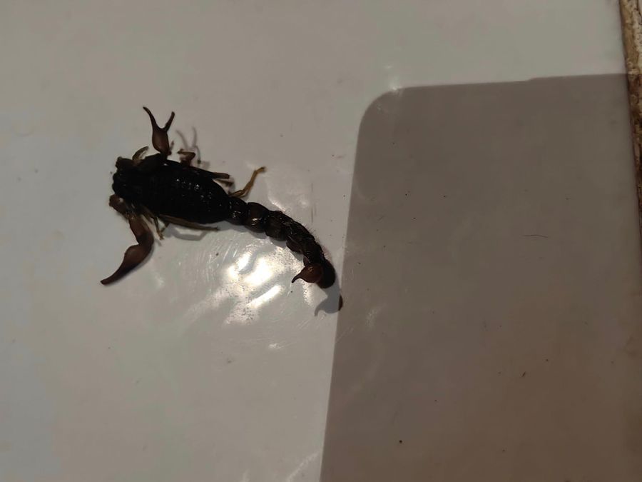 جراء لدغات العقارب .. معاناة أهالي مناطق المناصير تتجدد