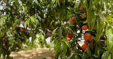 توصيات هامة لمزارعى الخوخ .. تعرف عليها