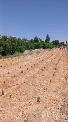 جمعية "غرين سيدر ليبانون" اعادت تأهيل المنطقة المحيطة بقلعة بعلبك