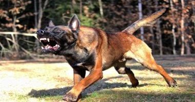 لمربى الحيوانات.. 4 حالات يجب إبلاغ السلطات عنها خلال أسبوع