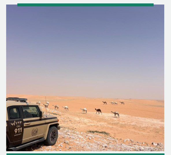 ضبط مواطن رعى 14 متنًا من الإبل في محمية الإمام عبدالعزيز