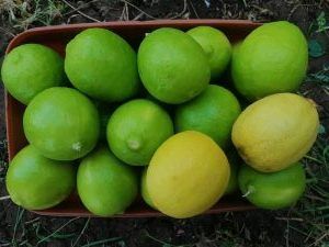 أطعمة تساعد في تنظيف الجهاز الهضمي