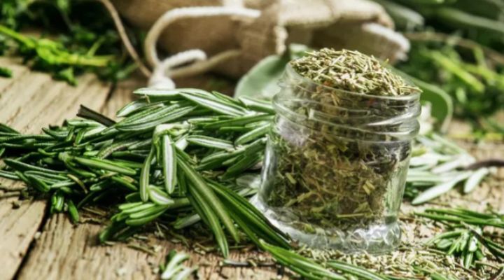 الامارات | دراسة:  إكليل الجبل يخفف القلق ويحارب ألزهايمر