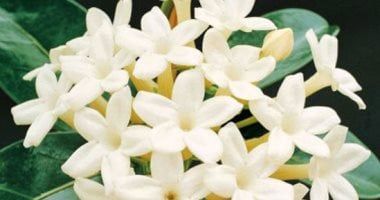 ‎وزارة الزراعة: توريد محصول الياسمين لمصانع شبرابلوبة بـ 105 جنيهات للكيلو