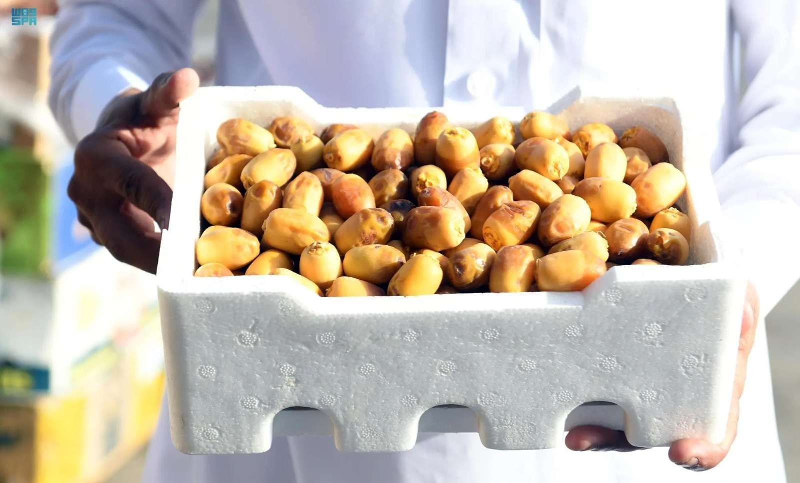 أسواق محافظة ينبع تستقبل بواكير رُطب النخيل