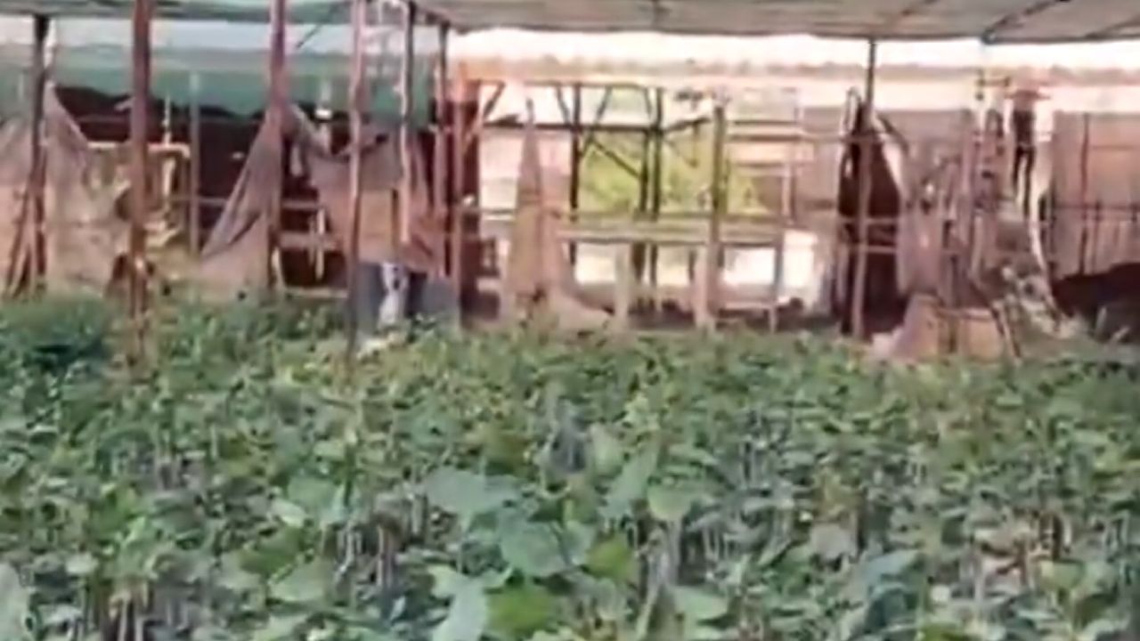 مزارع يروي تجربته الناجحة في زراعة شجرة الفستق باستخدام تقنية التطعيم ..فيديو