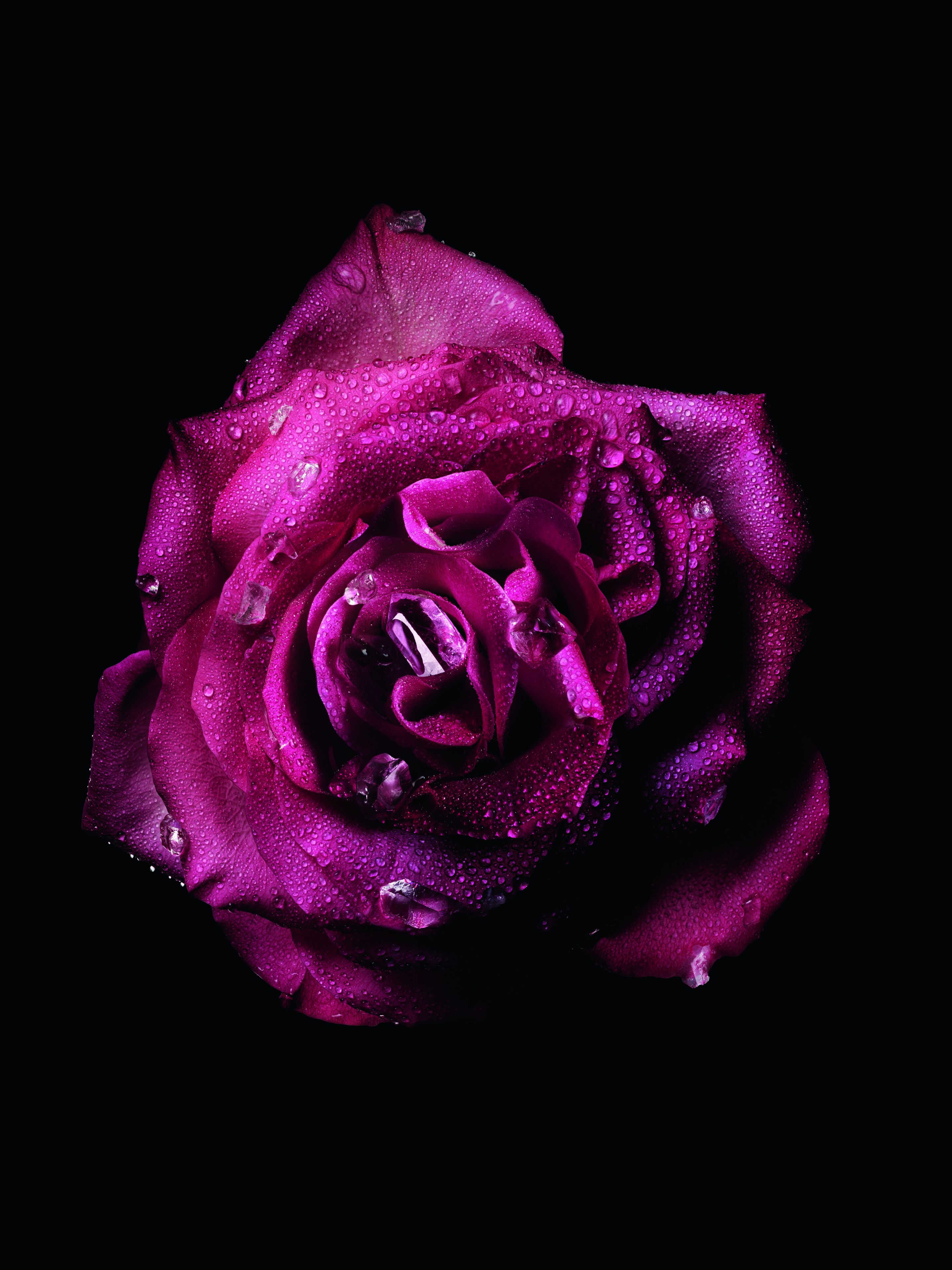 عطر روز ستار من ديور.. لمسة عطرية ساحرة تجمع بين الحنين والابتكار