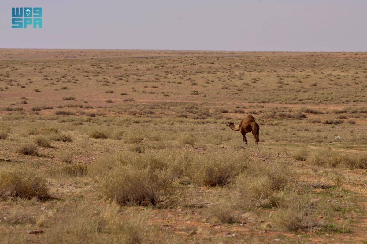 محمية الإمام تركي الملكية تفعل اليوم العالمي لمكافحة التصحر
