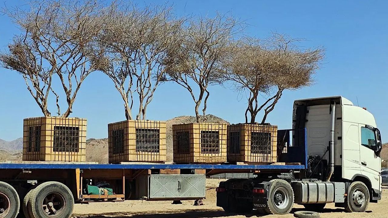 نقل 5 أشجار مُعمّرة في المدينة المنورة إلى مناطق تنمية الغطاء النباتي