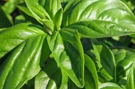 انتشار أشجار الريحان والبامية المطرية في مساحات شاسعة بولاية سنار