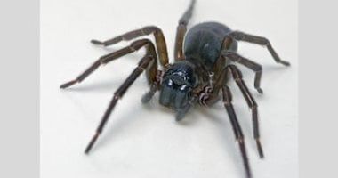 تكنولوجيا: عنكبوت الدانتيل يستخدم الحرير السام بدلاً من الأنياب لقتل فريسته