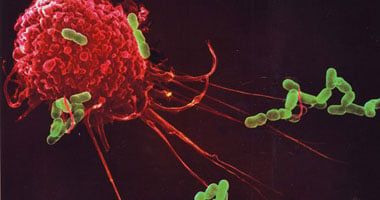 باحثة تكشف عن آكلات تزيد كفاءة جهازك المناعى