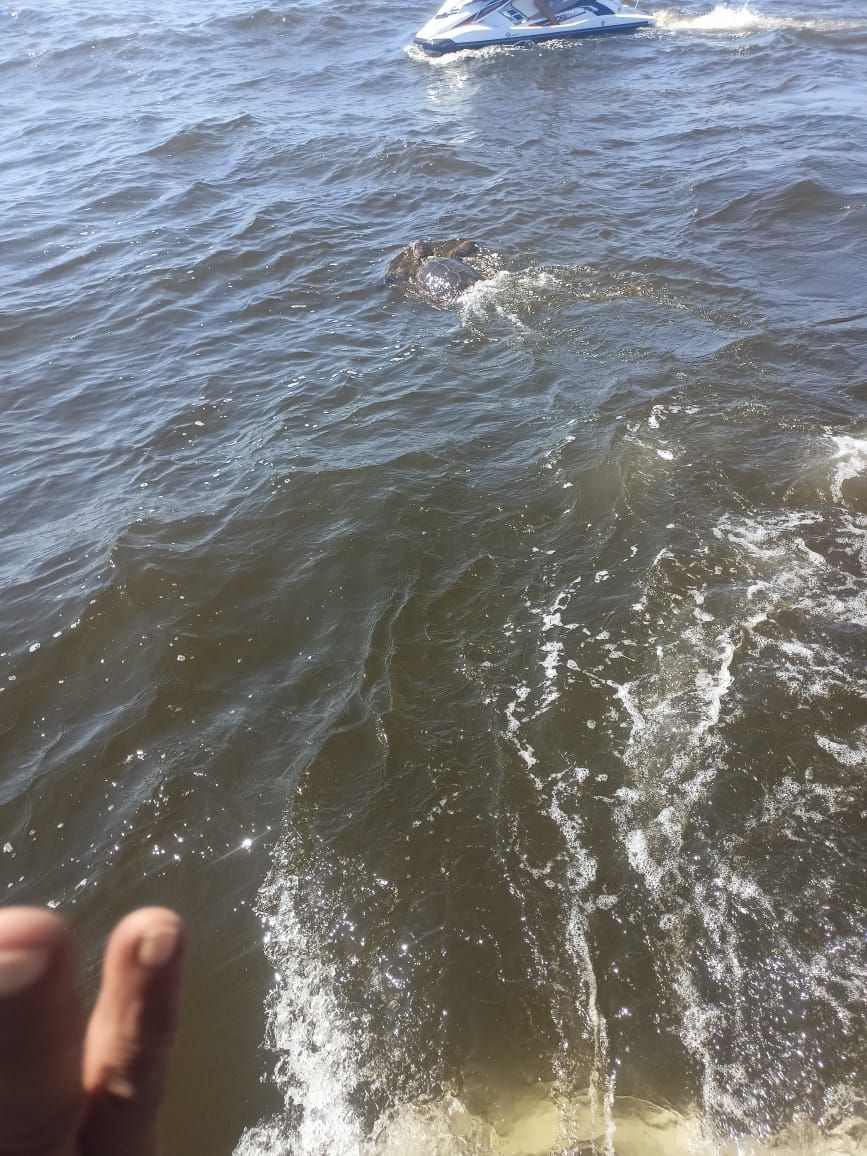 "تايتو".. البيئة تعلن ثاني عملية إنقاذ لسلحفاة بحرية مرقمة من دولة اليونان