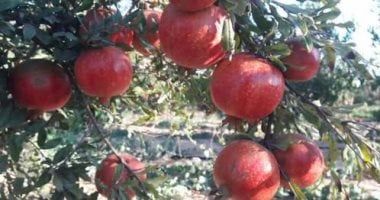 توصيات عاجلة من وزارة الزراعة لمزارعى الرمان.. تعرف عليها