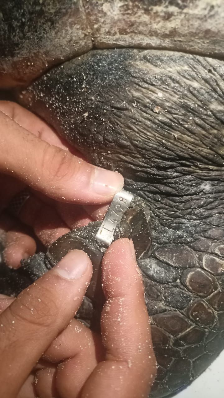 "تايتو".. البيئة تعلن ثاني عملية إنقاذ لسلحفاة بحرية مرقمة من دولة اليونان