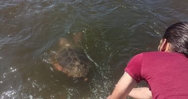 "تايتو".. البيئة تعلن ثاني عملية إنقاذ لسلحفاة بحرية مرقمة من دولة اليونان