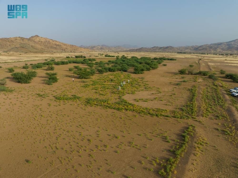 7.3 ملايين شجرة في مكة المكرمة