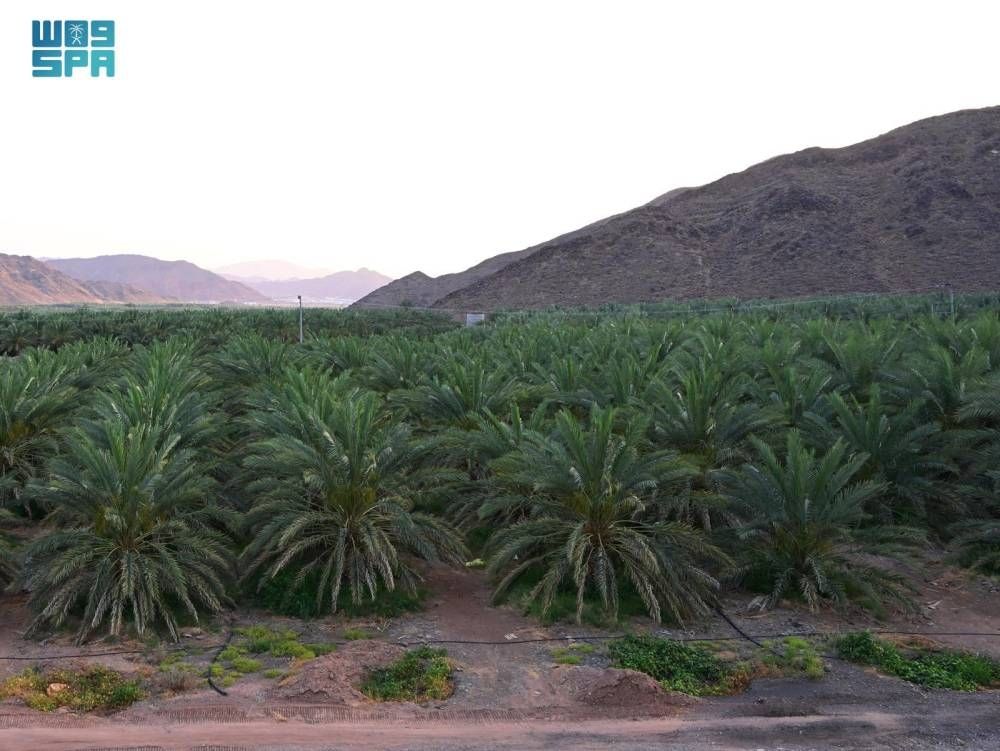 تنمية الغطاء النباتي بالمدينة