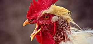 الامارات | بقرار من صلاح الدين الأيوبي: منع الديوك من الصياح في لبنان