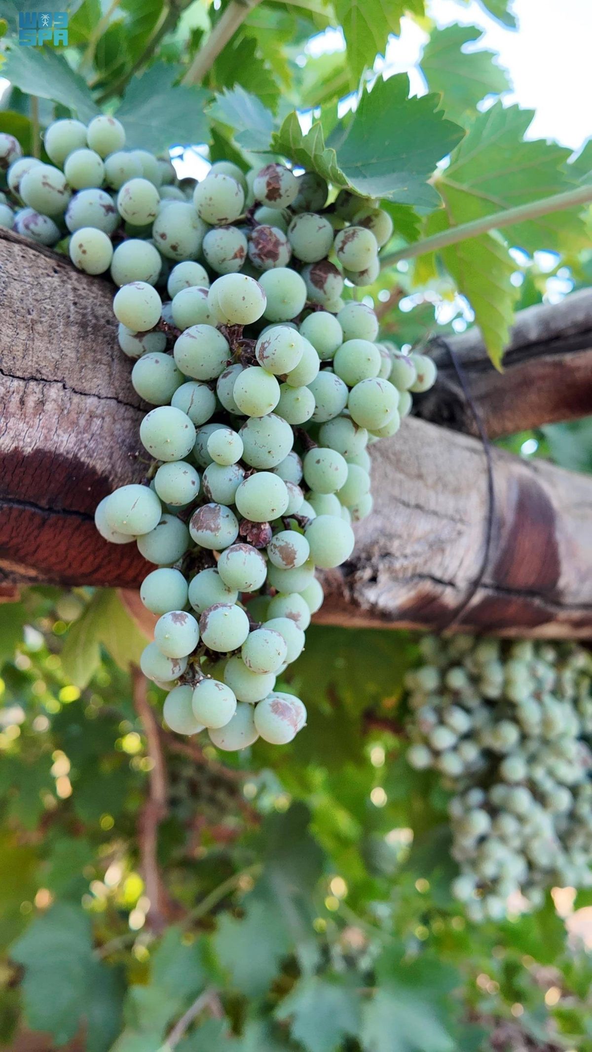 مزارع العنب في العلا.. جودة في الإنتاج ووفرة تلبي احتياجات الأسواق