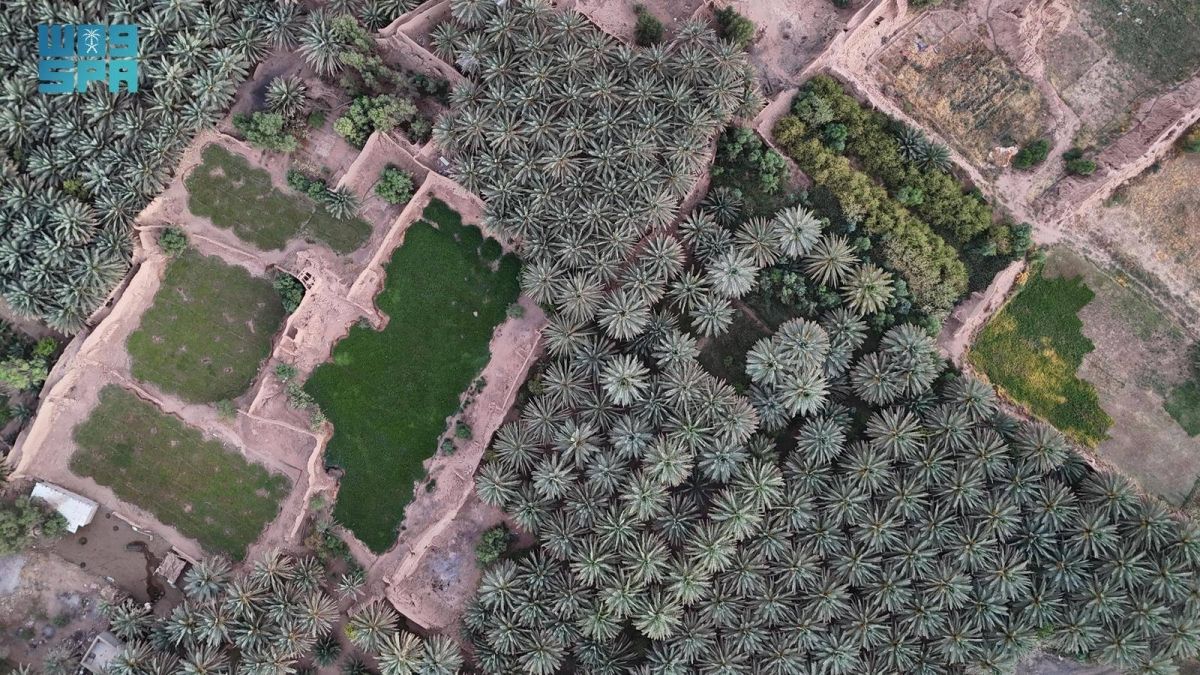 بين صلابة الصخور وامتداد النخيل يتجلى جمال العلا