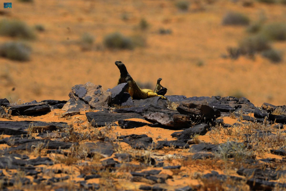 الضب العربي.. من الكائنات البرية التي تسهم في التوازن البيئي بمنطقة الحدود الشمالية
