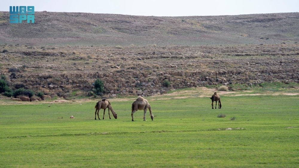 تصاريح للرعي بالفياض والمتنزهات