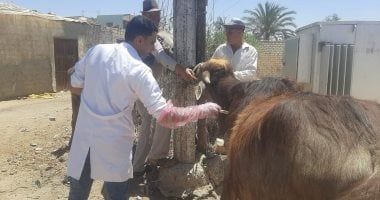 "الخدمات البيطرية" تطلق قوافل علاجية مجانية لدعم صغار المربين في 5 محافظات