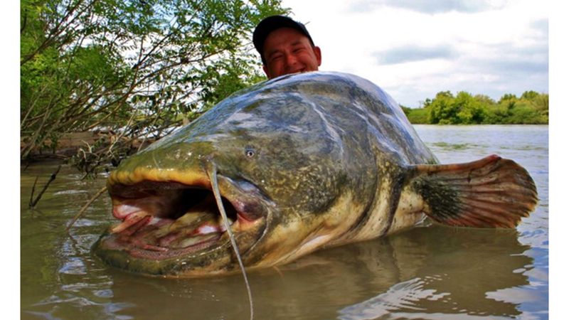 الامارات | هاجمت 5 سباحين.. الشرطة الألمانية تطلق النار على سمكة        