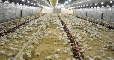 "الزراعة" تواصل أعمال التقصى والتحصين بمزارع وأسواق الدواجن