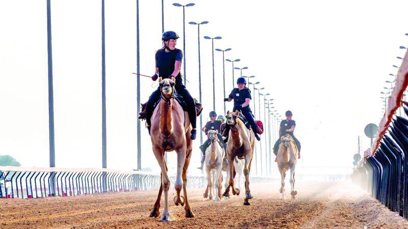 الامارات | «قيّض متنومس».. اختتام موسم سباقات «رحلة الهجن»