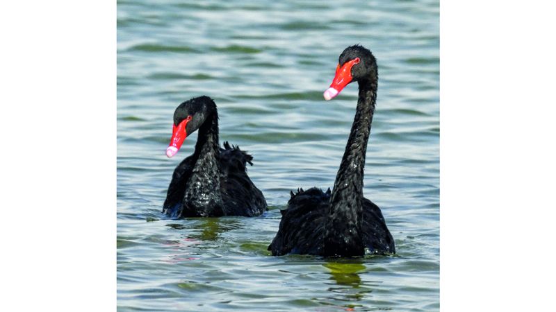 الامارات | بجع أسود في بحيرة القدرة