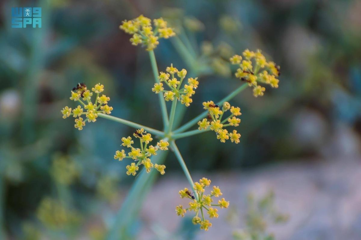 نبات «الحزا».. يتحمل قسوة الصحراء في الحدود الشمالية