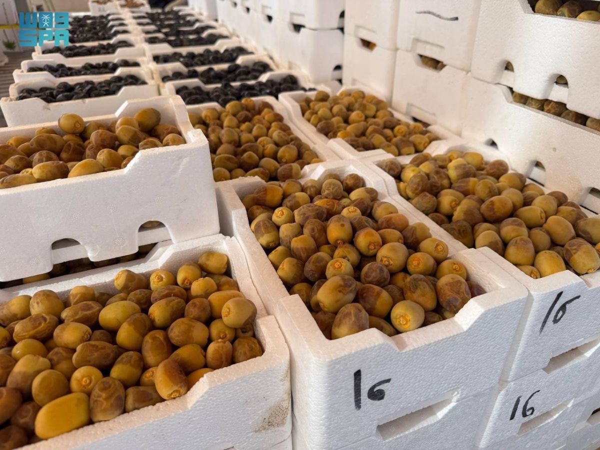 بواكير تمور المدينة تنعش أسواق المملكة بأكثر من 58 صنفا