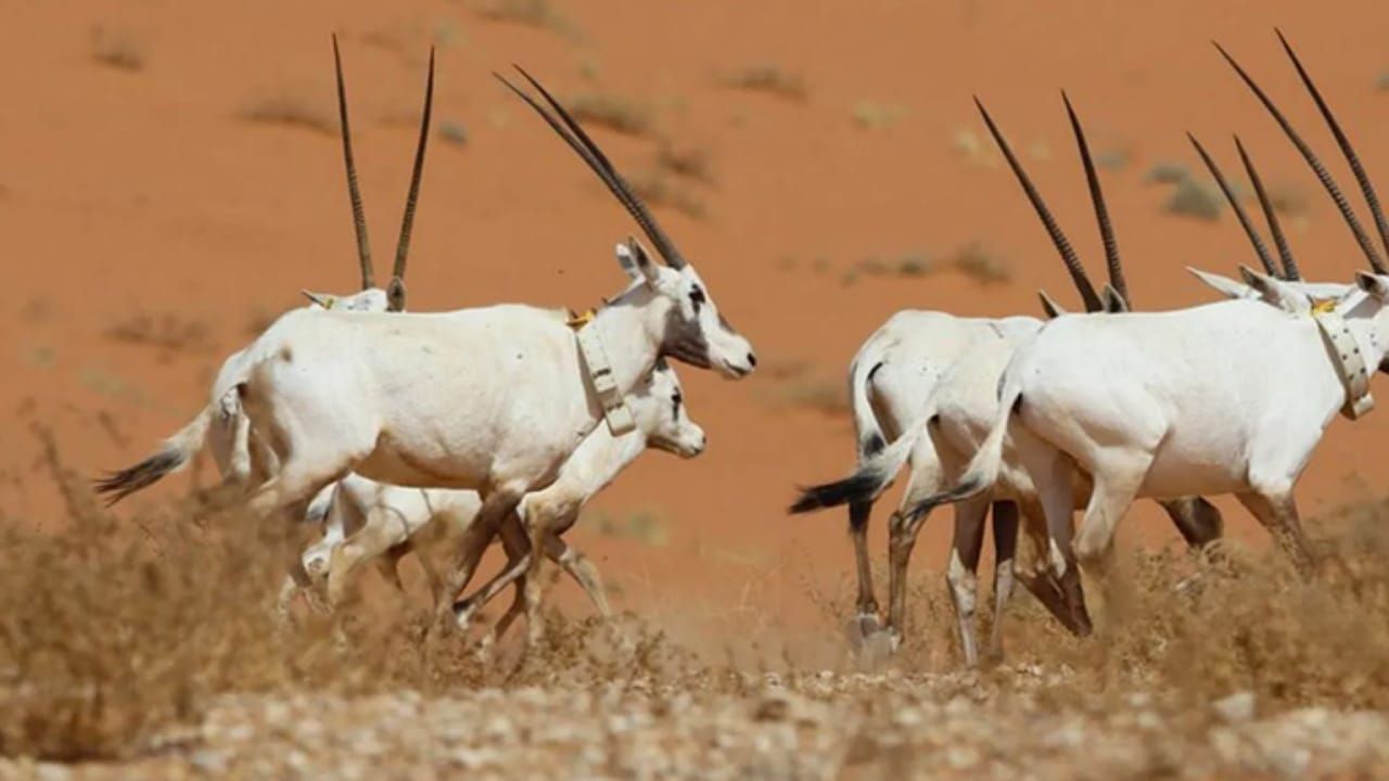 إنجاز بيئي جديد بإدراج محمية عروق بني معارض في القائمة الخضراء .. فيديو