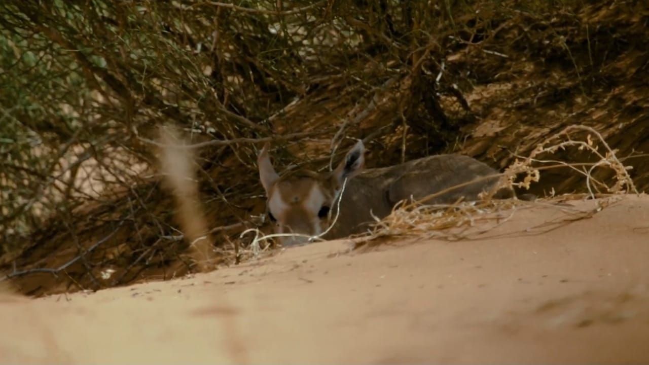 إنجاز بيئي جديد بإدراج محمية عروق بني معارض في القائمة الخضراء .. فيديو