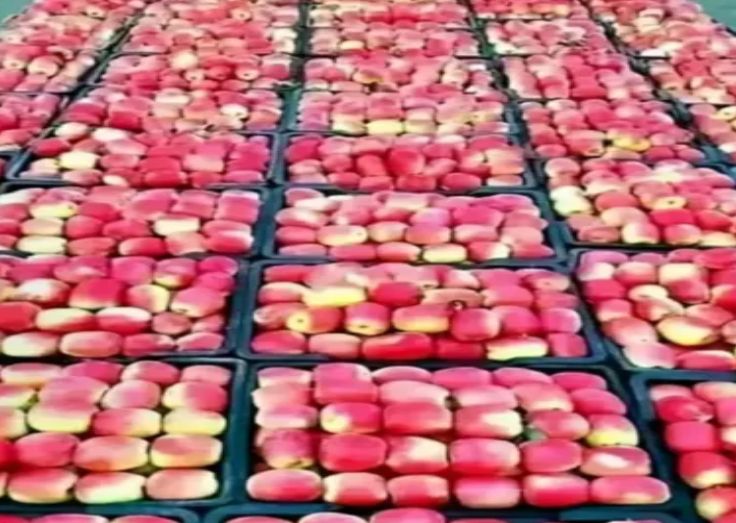 مزارعو التفاح يتكبدون خسائر فادحة جراء الكساد في الأسواق اليمنية"تفاصيل"