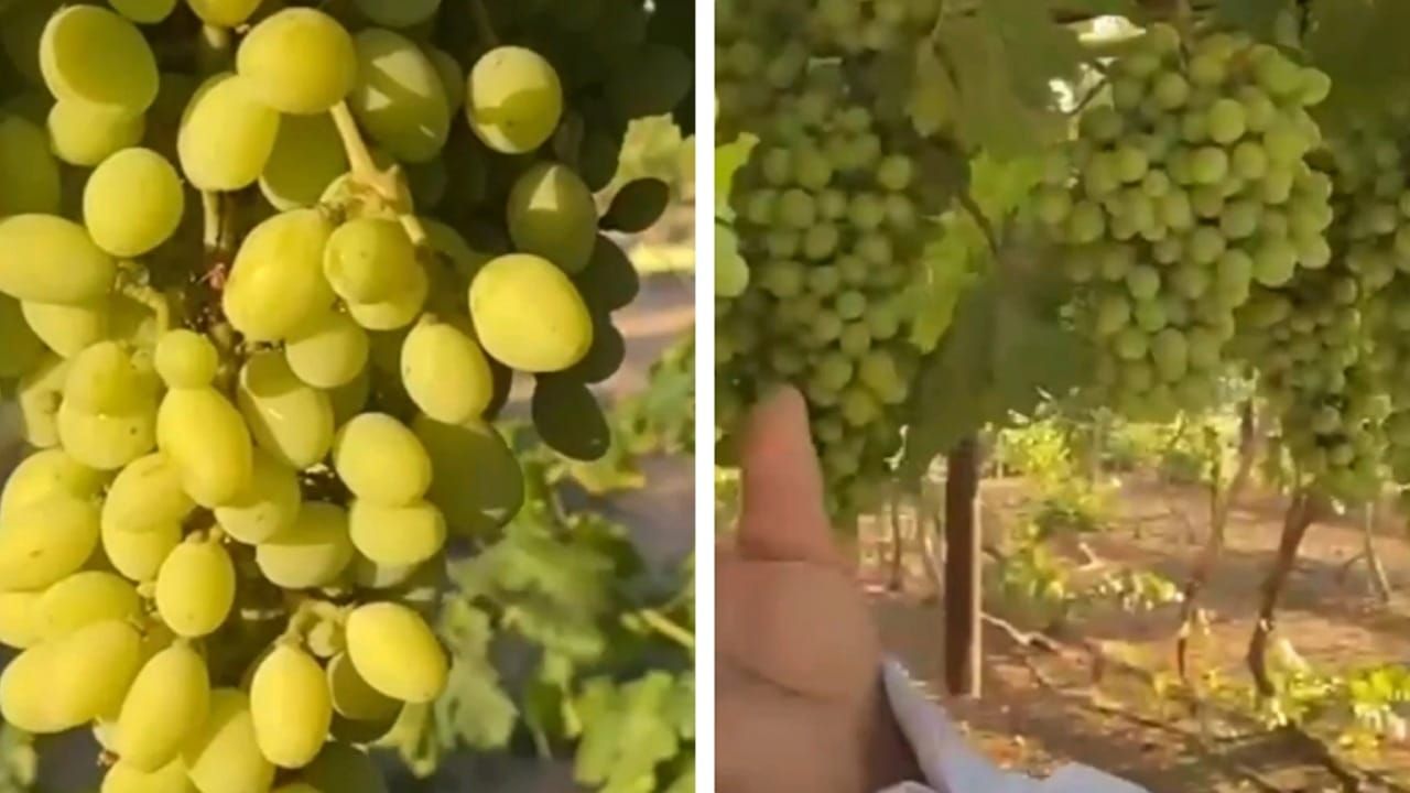 مزارع في طبرجل ينتج 50 طناً من أجود أنواع العنب سنوياً.. فيديو