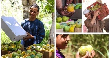 معهد البساتين: 328 ألف فدان منزرعة بالمانجو فى مصر