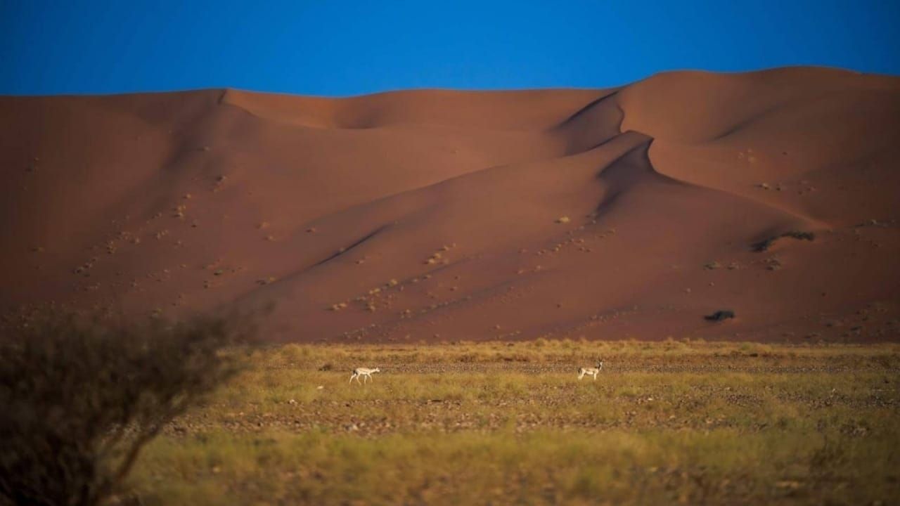 إنجاز بيئي جديد بإدراج محمية عروق بني معارض في القائمة الخضراء .. فيديو