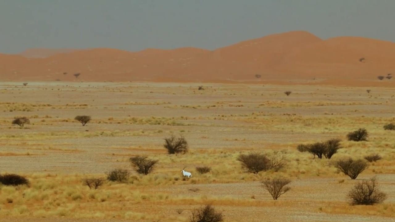 إنجاز بيئي جديد بإدراج محمية عروق بني معارض في القائمة الخضراء .. فيديو